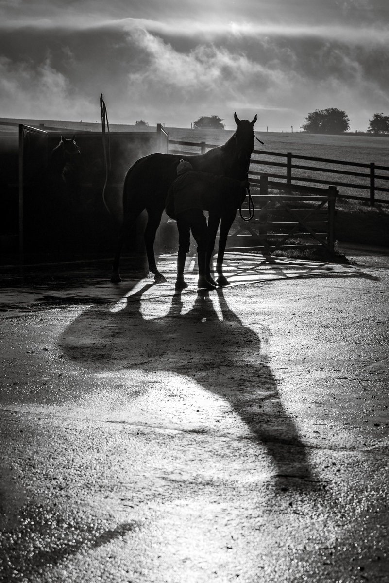 FOBRacing's tweet photo. Saw our master photographer @GillLouis bobbing around outside the stables this morning. It became obvious he was looking for the sunlight to be in exactly the right spot 

Reckon he nailed it eh? https://t.co/bWy5subHZY
