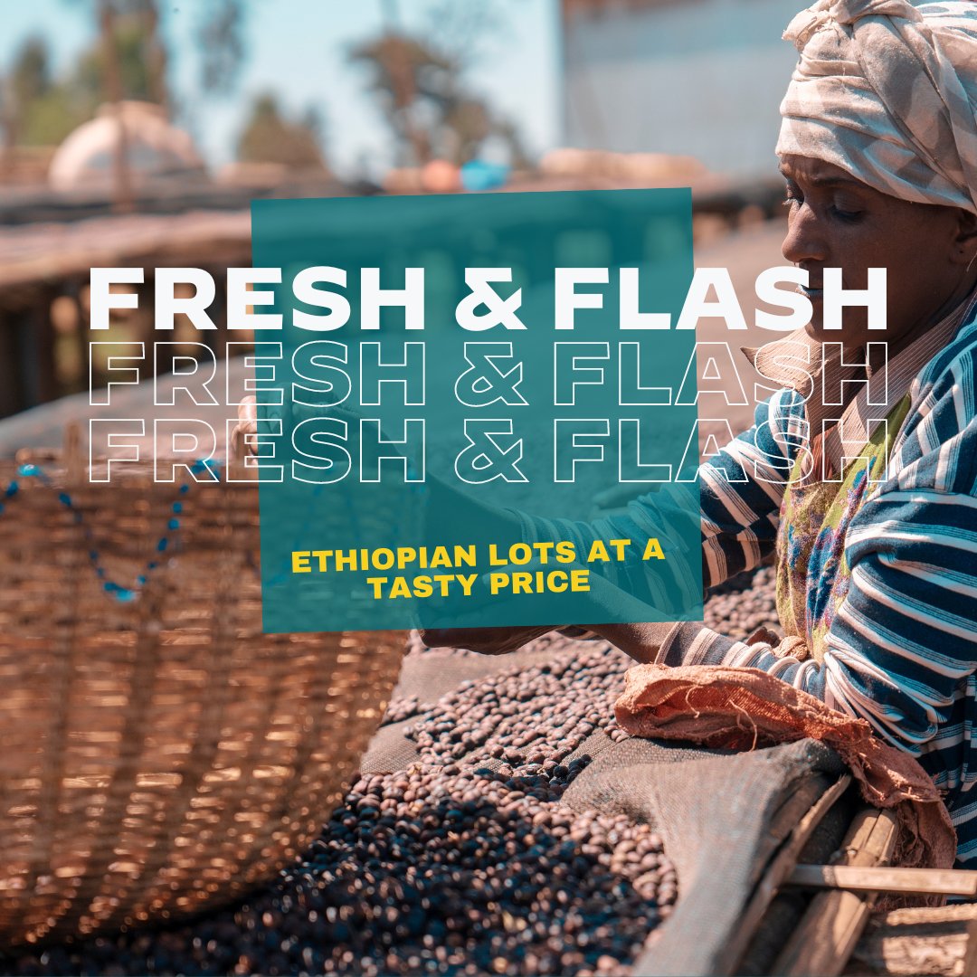 Did someone say fresh Ethiopian lots on sale?! We did! 🤩

Single producer, core blender, top lots, certified... whatever coffee you're looking for, we've got you covered. bit.ly/44W5Zum

#uscoffee #specialtycoffeeus #specialtycoffeeethiopia