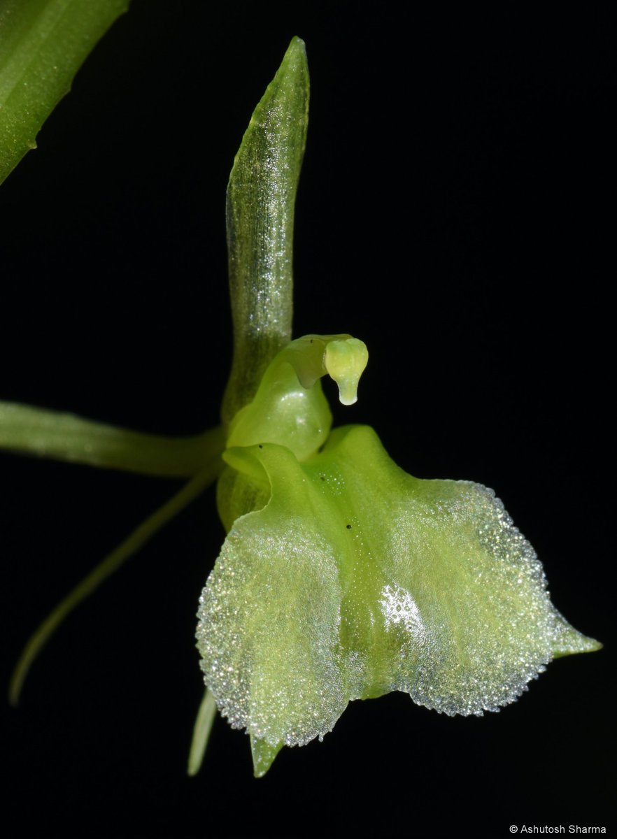 Ashutosh_05sn's tweet photo. #Orchids of #India
Liparis rostrata Rchb.f.
Beaked Widelip #Orchid

From the Moist temperate forest of Shimla, #WesternHimalaya 

#liparis #eFlora #Iambotanist #orchidsofIndia #orchidaceae #monocot #biodiversity #taxonomy #IUCN #rarespecies #Himalaya #IndianFlora #labellum #FRLH https://t.co/XXdcjOSL83