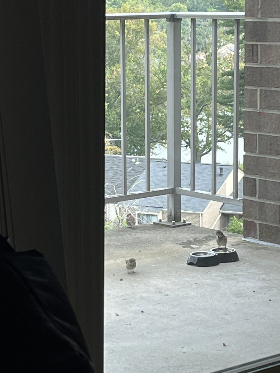 BrainyRedhead's tweet photo. Iโm on my seabedโฆThose Fluffballs are making me laugh!๐คฃ๐คฃ
They LOVE their new watering hole!
When I came back from the store this morning, a Fluffball was waiting for me!๐คฃ๐คฃ
#Fluffballs #Sparrows #Gods #Little #Angels #Birds #18September2023 #WashingtonDC #Suburbs https://t.co/uJuP9Dk0me