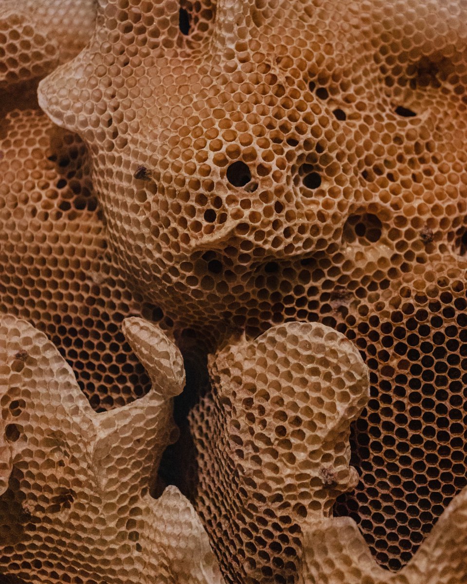 Don't just follow trends; make them. Get ready to be the brand everyone's buzzing about. 🐝