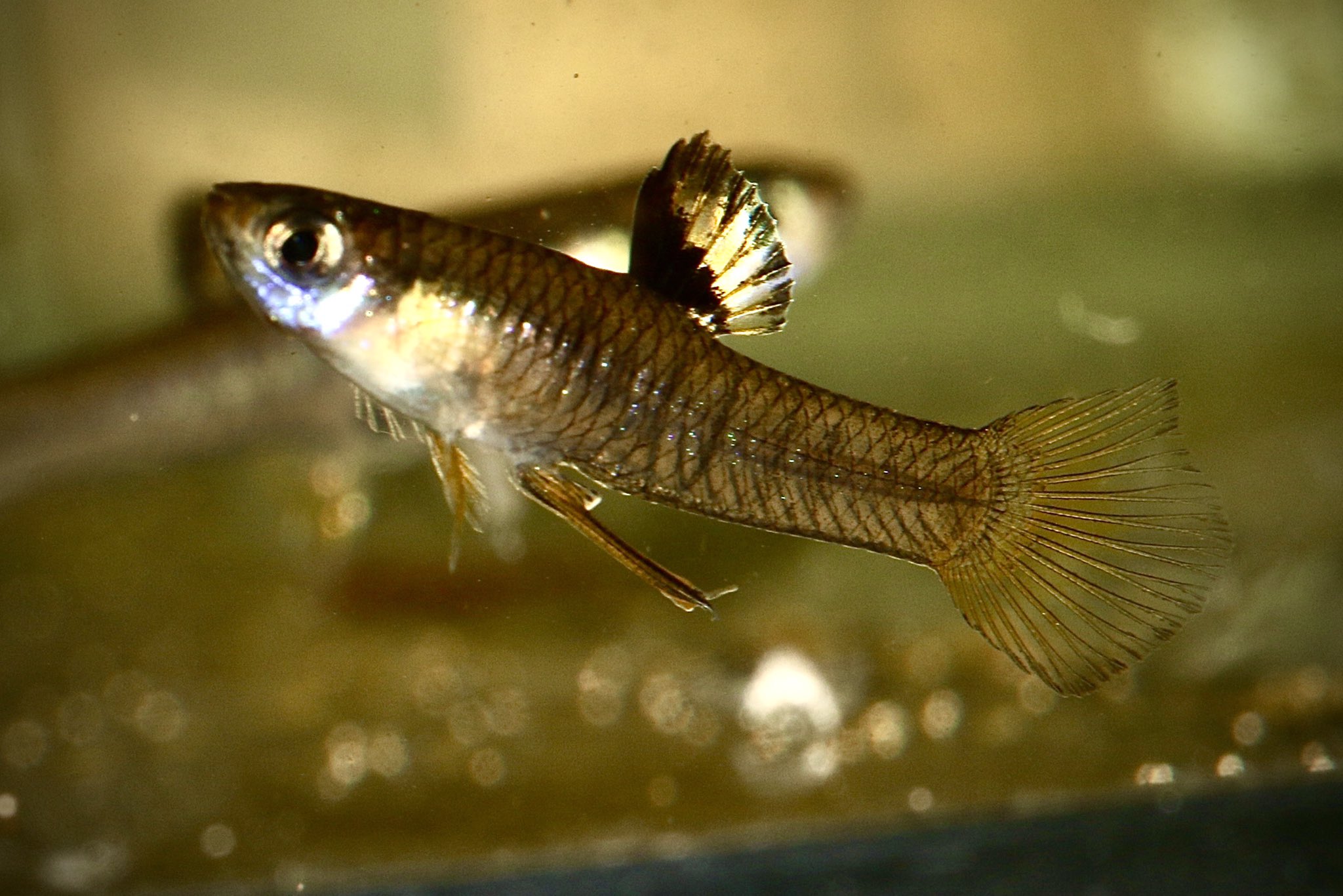 渡辺好美 (@R2V8qxk5JAEtJjn) / X