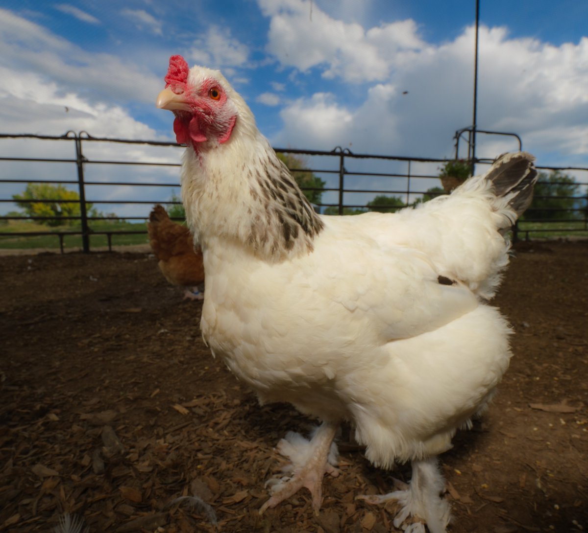 On a cloudy summer day so bright,
A white chicken clucked with delight.

(retweet to send a treat live.ourchickenlife.com)