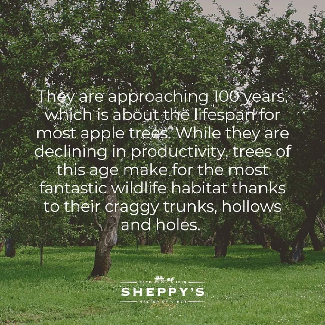 Sheppy's Cider tweet media