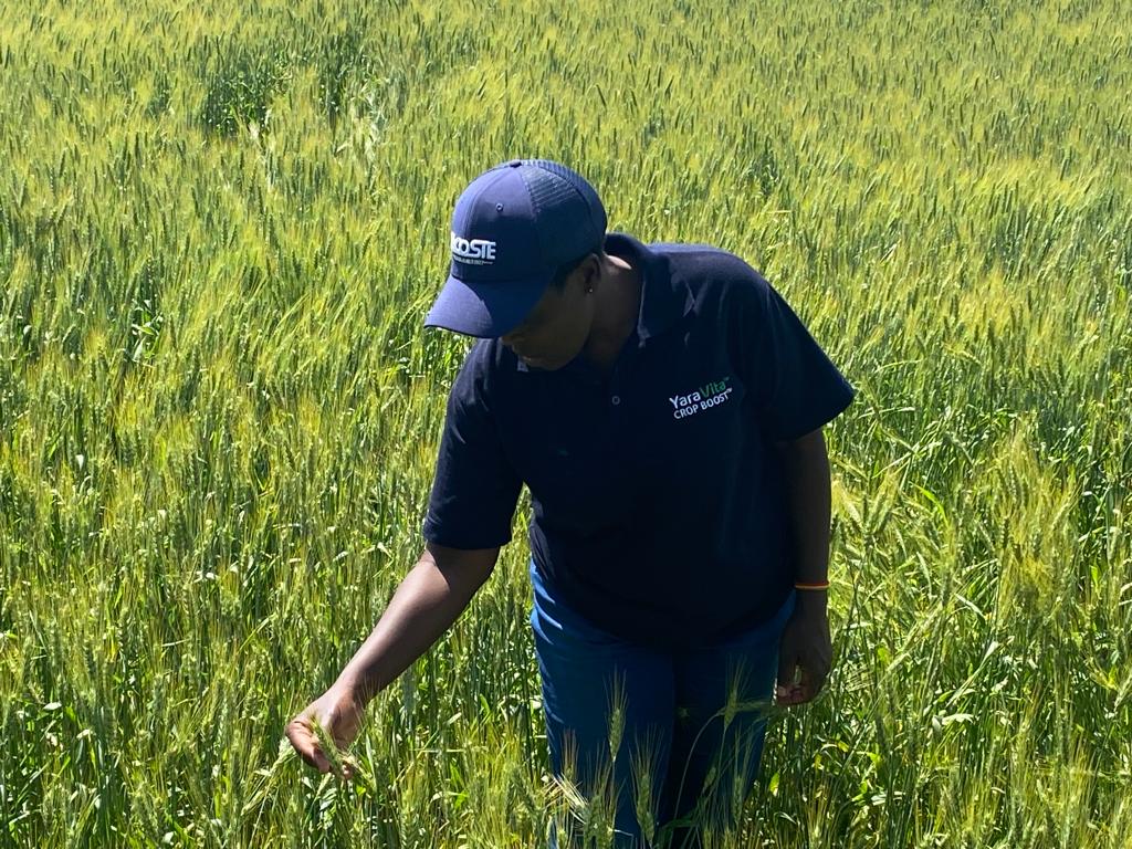 So far so good❤️! Wheat🌾 fields under yara crop nutrition program. @YaraKenya
#Mboleaniyara
#Knowledgegrows
#womeninfarming