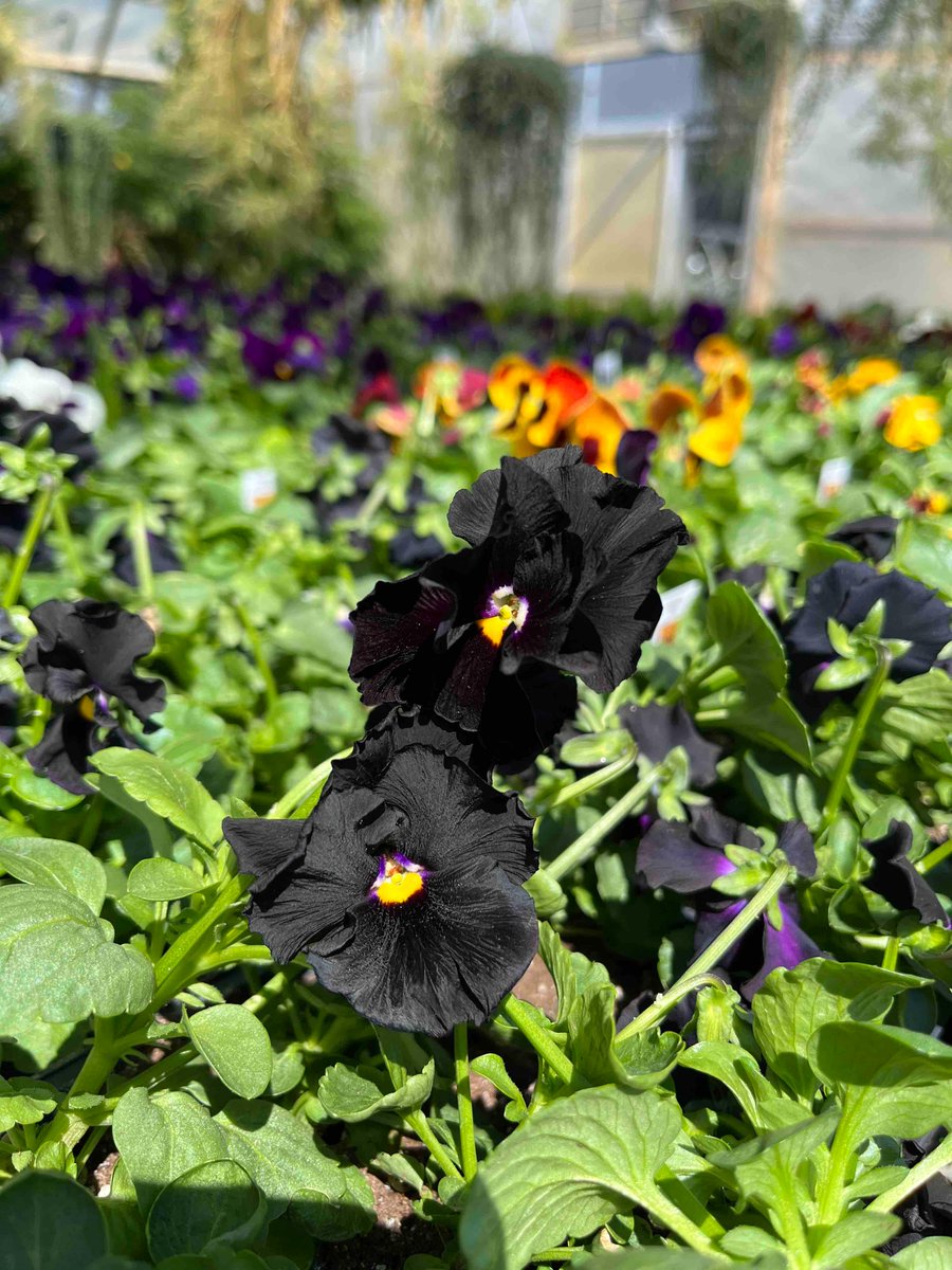 bushman28690's tweet photo. Our favorite Pansy is back 🖤

Atlas Black is a true black color, and adds a unique color to your beds! 

Grab a flat now before we run out! https://t.co/s7jc3yGgOx