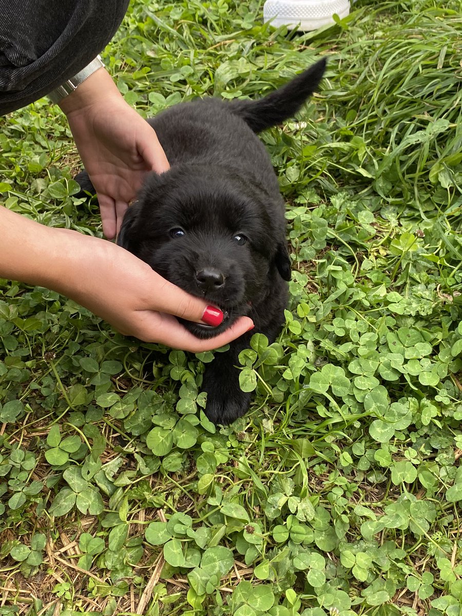 noeliaapereiro's tweet photo. regálanse cans de raza pequena (1,2,3 foto) e cans de mezcla con mastín e labrador (4 foto). Teñen mes e medio e son xoguetons, sociables e cariñosos. Agradécese difusión. https://t.co/hlRBEFW2OL