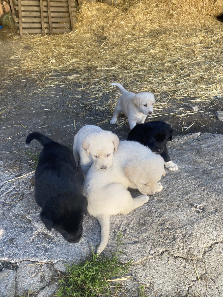 noeliaapereiro's tweet photo. regálanse cans de raza pequena (1,2,3 foto) e cans de mezcla con mastín e labrador (4 foto). Teñen mes e medio e son xoguetons, sociables e cariñosos. Agradécese difusión. https://t.co/hlRBEFW2OL