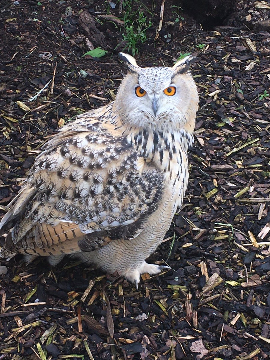Scottish Owl Centre tweet media
