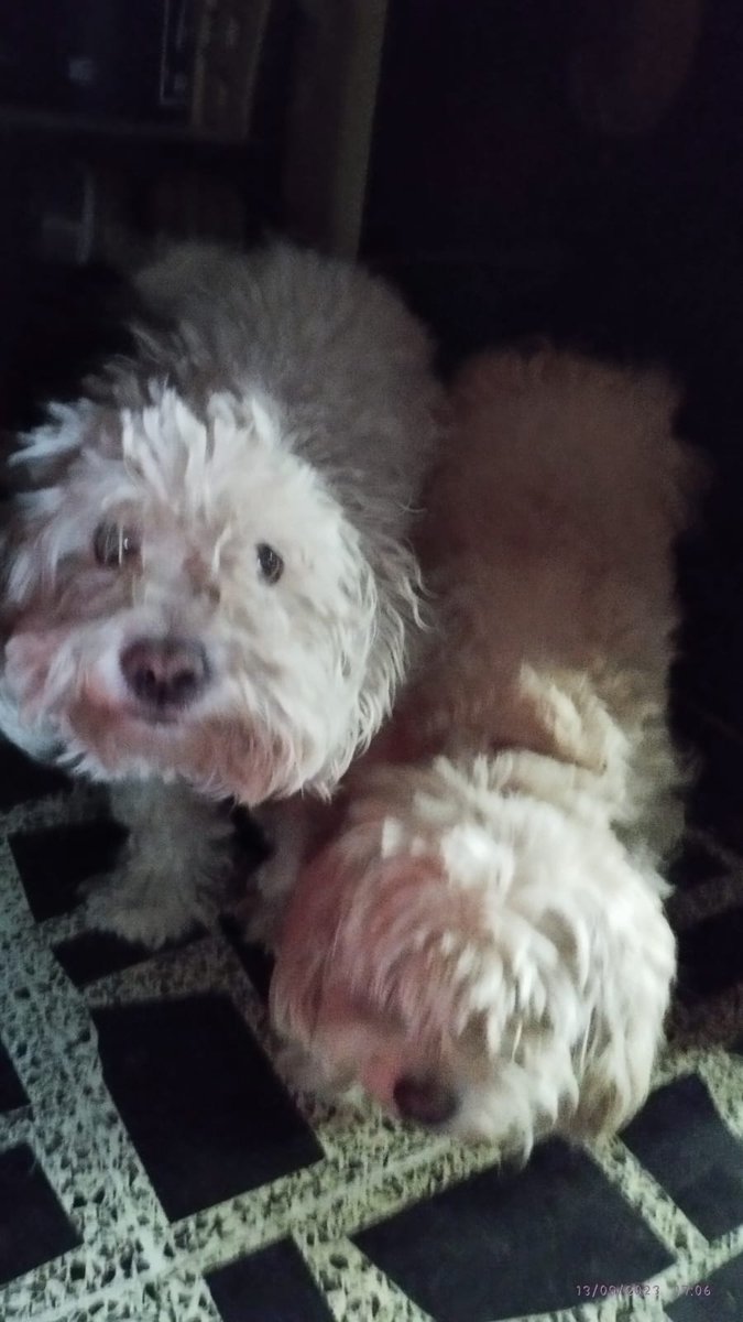FundacionToby's tweet photo. Hace unos días tiraron a estos hermanitos a la calle en Ecatepec, gracias al cielo aun hay gente buena, los resguardaron y los están cuidando,  ellos también están en adopción 💜🙏
Información al: +52 56 2562 7476 https://t.co/E4gCaHTavZ