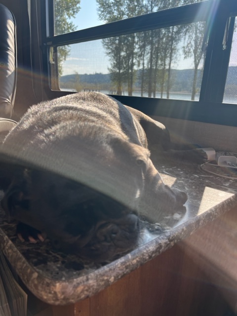 This pup knows how to soak up the last of the summer sunlight!
Are  new windows for your home or business needed this year? Call us today  to get your quote &amp; to schedule an install for this autumn!