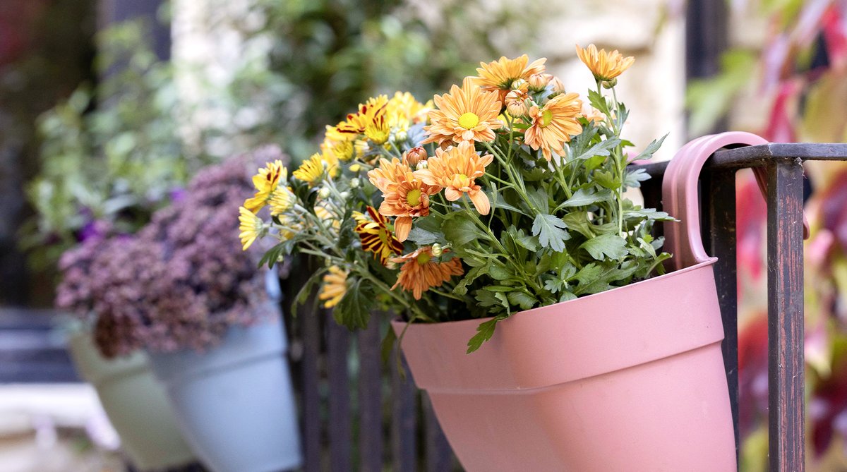 Truffaut's tweet photo. Découvrez de nouvelles inspirations pour embellir le jardin. Notre nouvelle tendance automne propose pots, plantes, décos et bien d'autres pour colorer votre extérieur 🌼🍂 #CollectionAutomne
👉https://t.co/ni84KgqBnE https://t.co/RqH6DYivQs