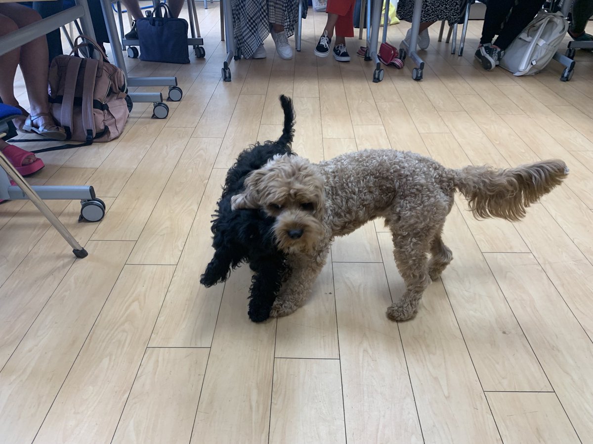 I was pleased to have these two lovelies with us on our external mentor training. 🐶  ⁦<a href="/MoulshamInfants/">Moulsham Infant School</a>⁩ ⁦<a href="/EssexSCITT/">Essex Primary SCITT</a>⁩ #ITT #ITE