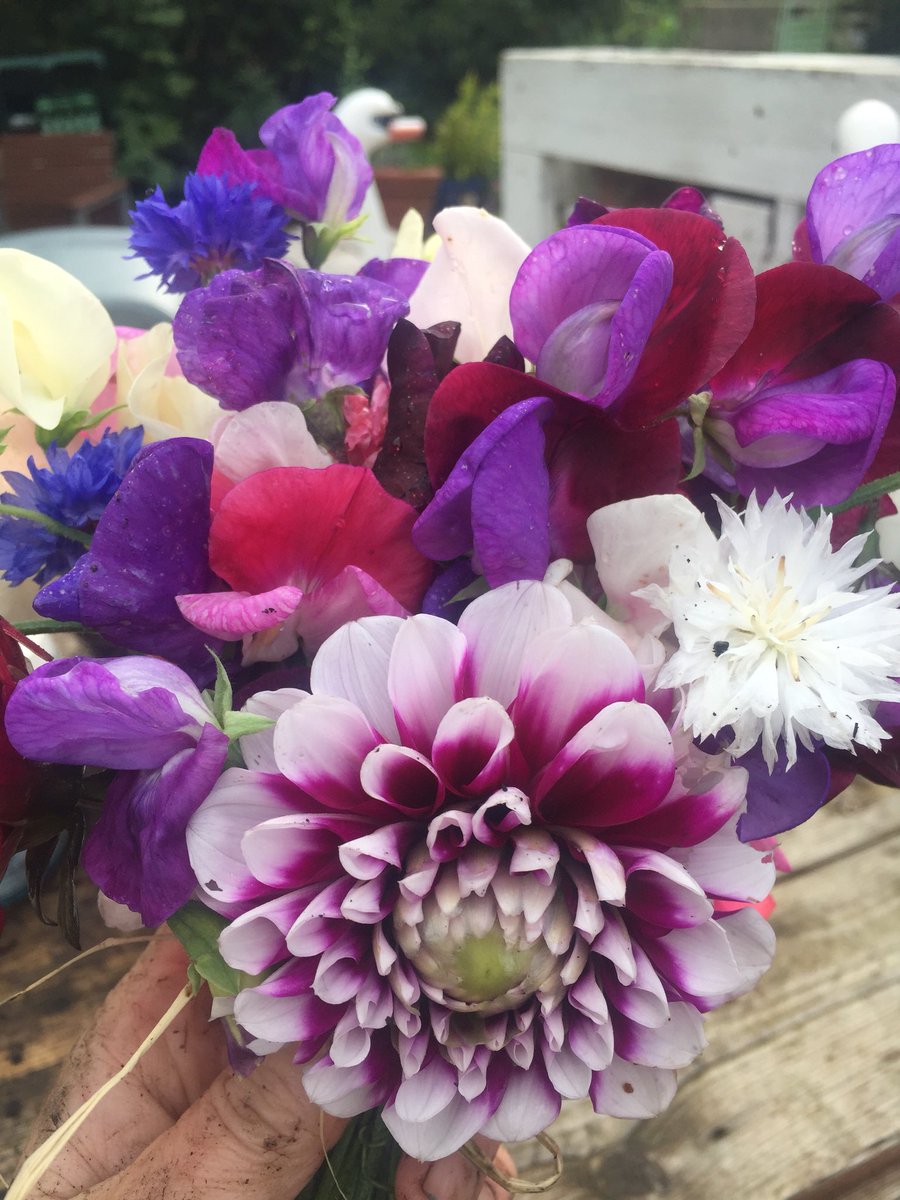 janicemparker's tweet image. And more, just for you #SmallActsOfResistance #AWeeBunchOfJoy #CommunityGarden #ThereForUsAll