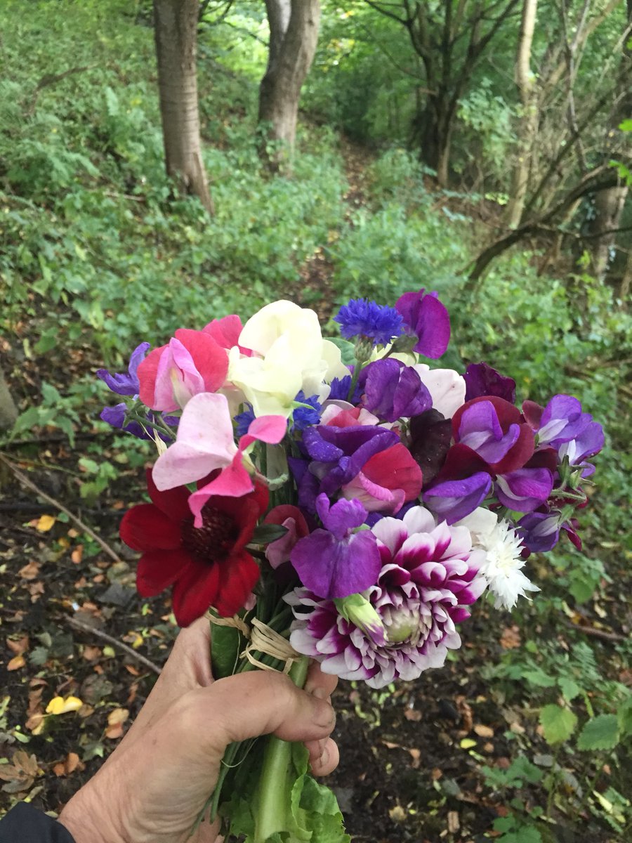 janicemparker's tweet image. And more, just for you #SmallActsOfResistance #AWeeBunchOfJoy #CommunityGarden #ThereForUsAll