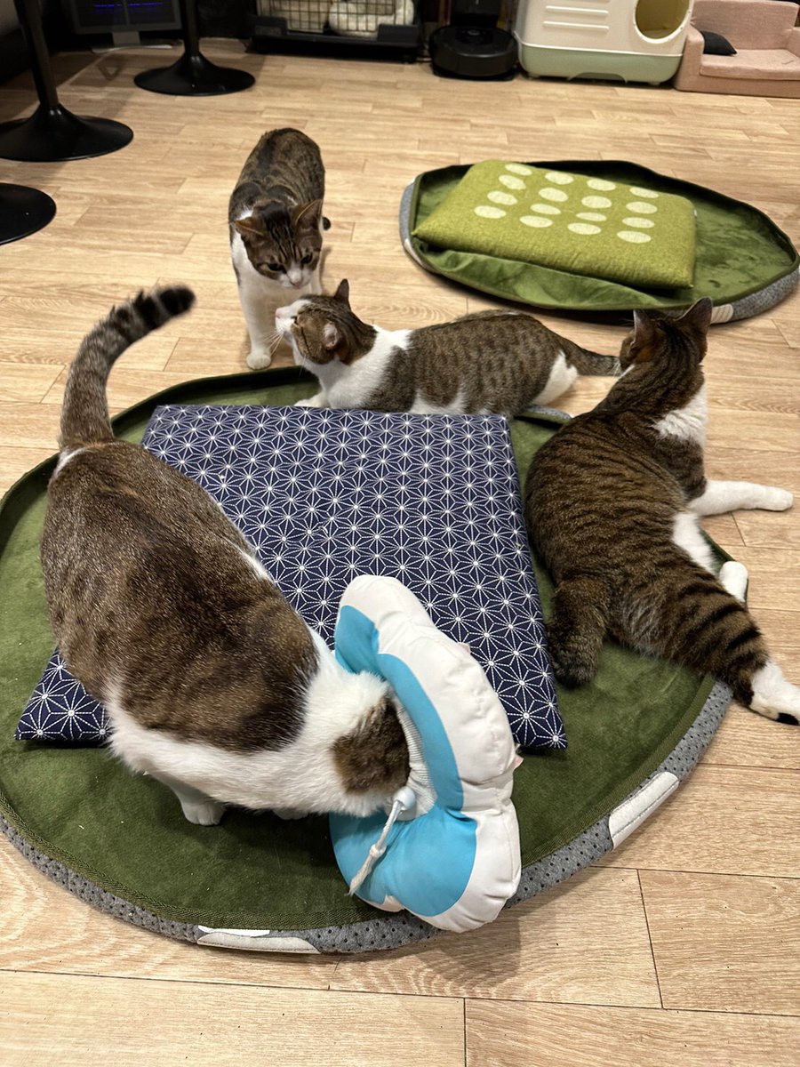 ShinjukuSokai's tweet photo. #里親募集中
知ってほしい、保護猫という選択肢。
😺問い合わせ先 @bakenekocafe https://t.co/mG49DXsOTU