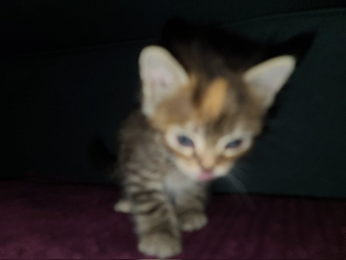 C'est pas du tout compliqué de prendre de bonnes photos de bébé chat !  Blurred photos 😅😅😅😅

#meschats #chaton #chatonmignon #chatdamour #leschats #matou #bouledepoils #chats #catlovers #CatsOfTwitter #Caturday #CatLife #kitten #KittenLove