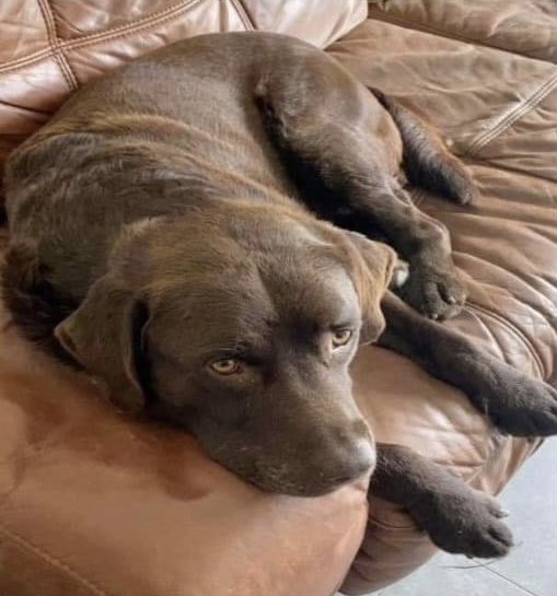 colliesontherun's tweet photo. ANOTHER ELDERLY DOG MISSING LOCALS🆘URGENT
TED 13YRS OLD MISSING FROM #BRONGEST #CEREDIGION #SA38
Since Fri 10/3/23
HES CHIPPED/not scanned so far FAMILY VERY CONCERNED FOR HIS WELFARE NOW
https://t.co/9oEKOCODpJ
@visitceredigion @CeredigionRPU @RadioCeredigion @juliagarland73 https://t.co/ZPjNBqcRww
