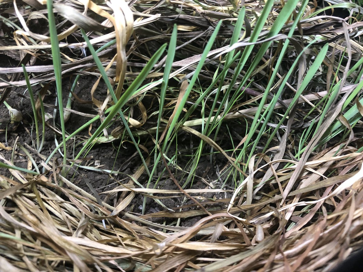 leopyon2525farm's tweet photo. バルコニー不織布プランターでもこれくらいの密植は出来ます🐰🍀

お米と大根と人参とオーツヘイとイタリアンライグラス🌾

ちなみに元はただの黒土とうさぎさんの牧草の食べ残しと糞少しと飼い主のご飯の野菜屑だけの再利用しか使ってません!

#れおぴょん循環農 #北九州 #福岡 #うさぎのいる暮らし https://t.co/X6PPWqZtlI
