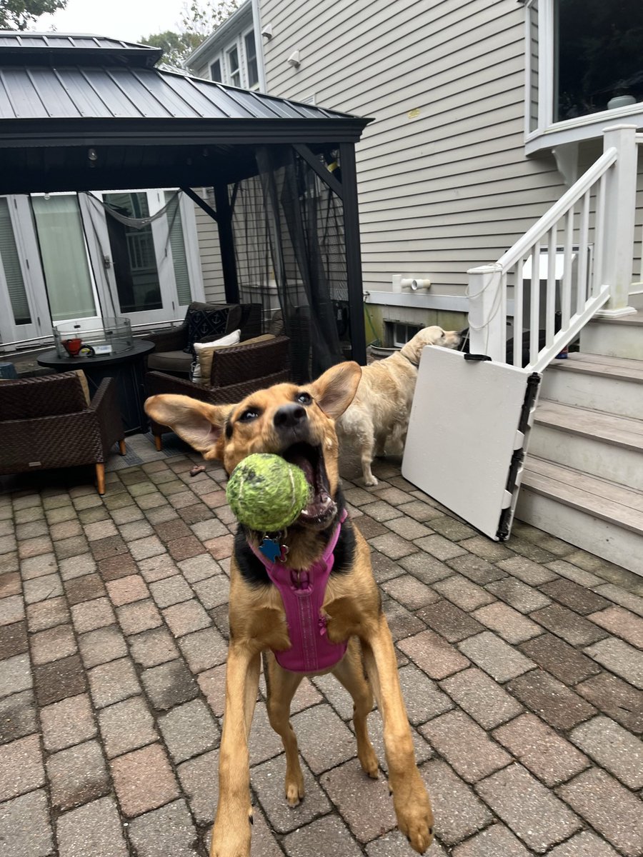 LernerJoey's tweet photo. @Ronwhileyoucan This is Olive and I think she might have ADHD. https://t.co/mcbQYI3oKT
