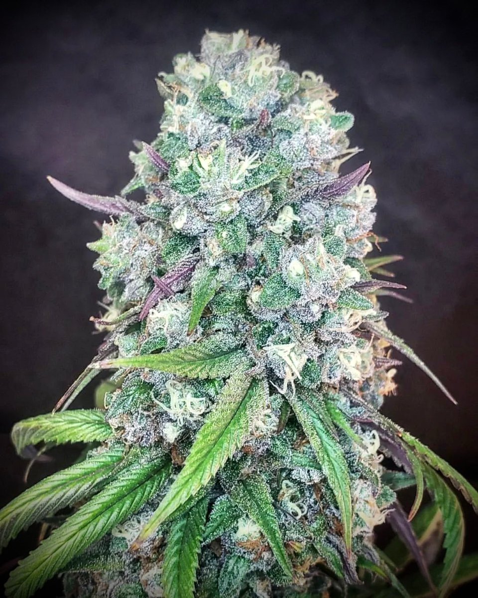 🌿🌿💯💯
#CannabisCommunity #cannabisculture