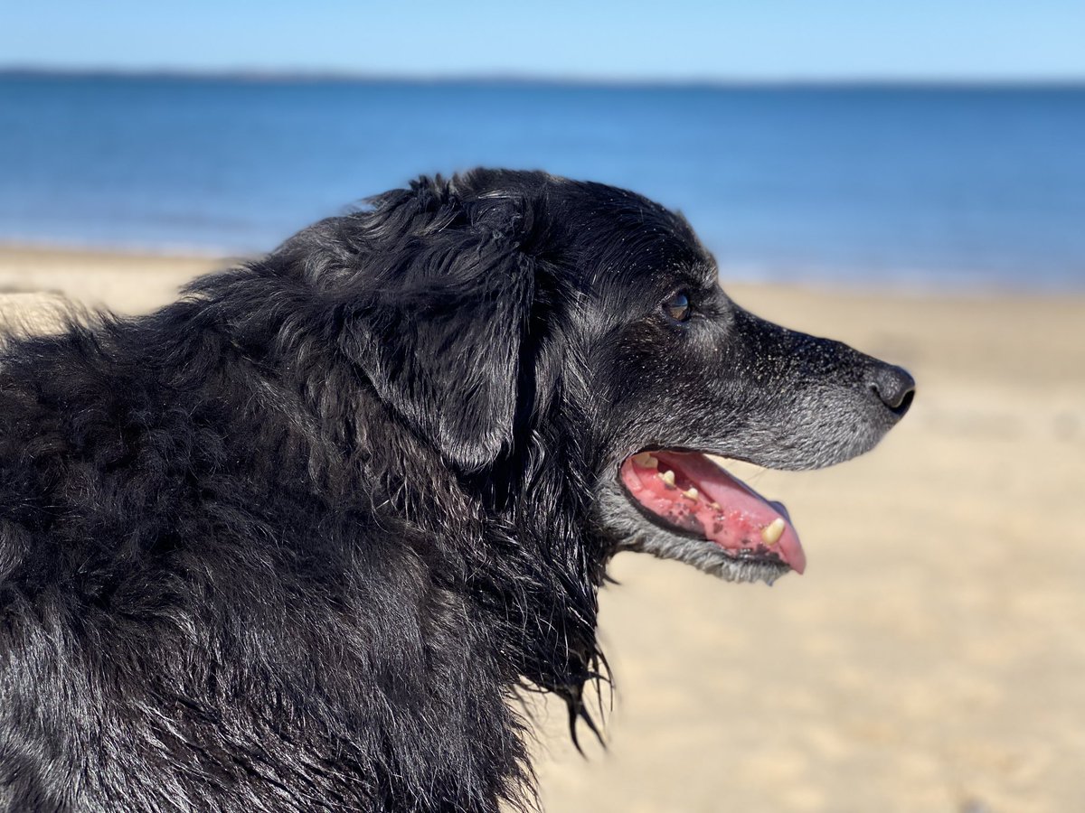 pollyfiller's tweet photo. @JaneyGodley Max is getting older but still loves the beach - just like me!  Sending sunshine from Melbourne. https://t.co/XbBTmR42uV