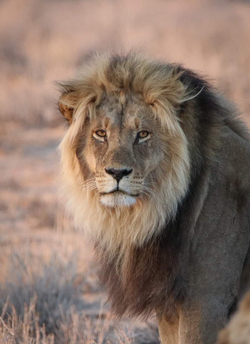 LIONLOVERS5's tweet photo. A Kgalagadi king 👑

The Kgalagadi males are stunning!!

#LoveLions 
📸 Judy Cronje Facebook https://t.co/OIZ6w0y66M
