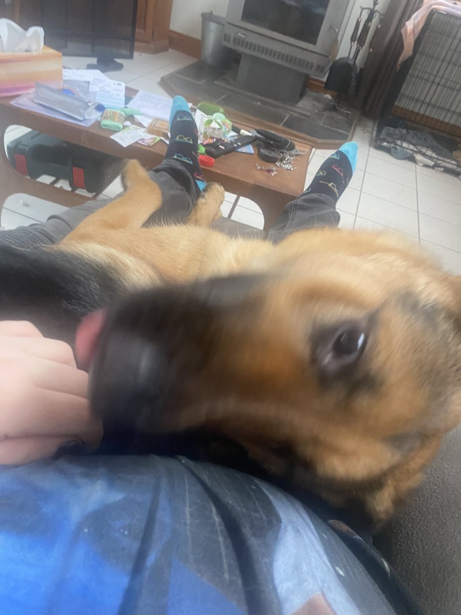 Demonic_Cowboy's tweet photo. @Veggie_Gamer We just celebrated our pups 1 year anniversary 😁she’s still a lap dog https://t.co/vk6J497ceL