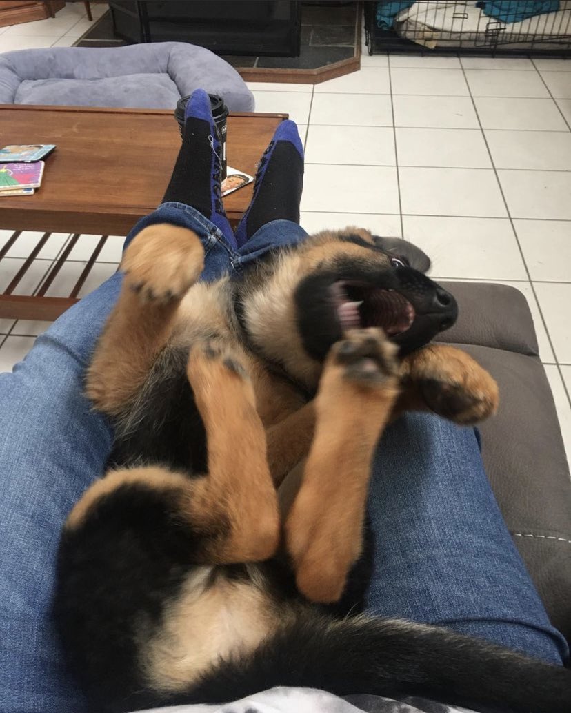 Demonic_Cowboy's tweet photo. @Veggie_Gamer We just celebrated our pups 1 year anniversary 😁she’s still a lap dog https://t.co/vk6J497ceL