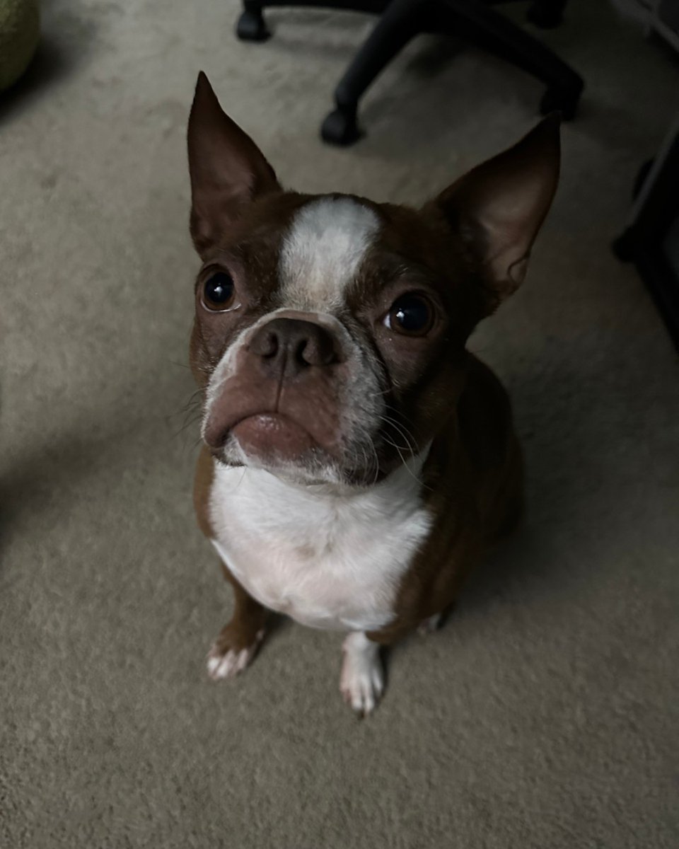 dragonblogger's tweet photo. Kiwi was wanting some attention this time! Similar spot to where Pumpkin normally sits and stares at me #bostonterrier #petsofdragonbloggers https://t.co/MllKI4GWew