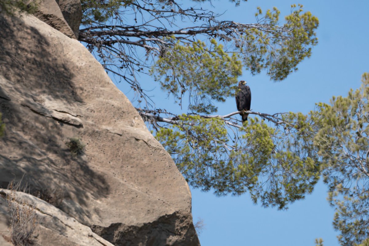 #MeGustaRegiónDeMurcia, #EspaciosNaturales @EspNaturalesMur #alvuelo #cangrejera #pentagrama #odaalsol #abejarucos #realbirding #real