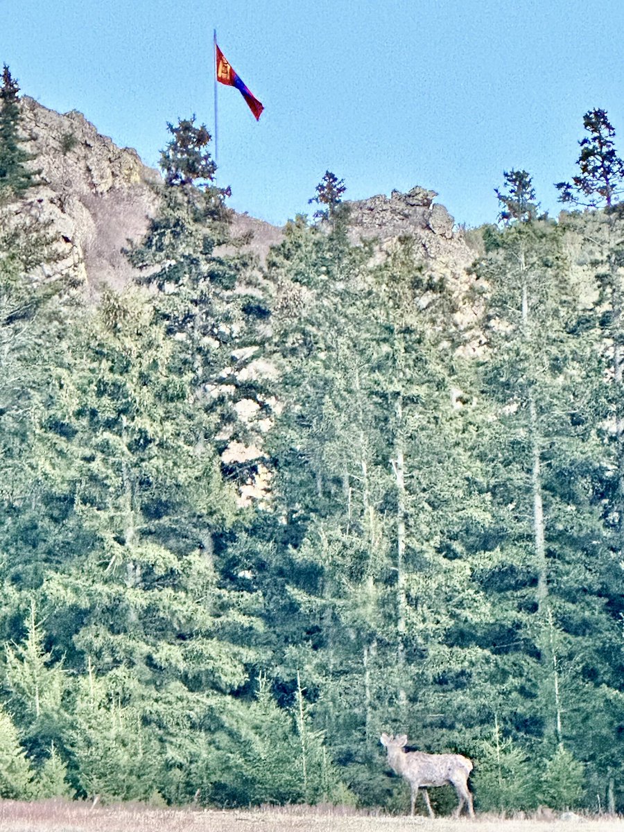 Өглөөний мэнд 🦌