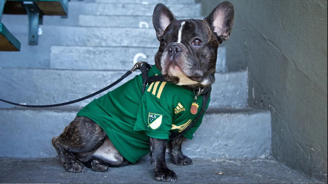 Enjoy discounted tickets to the last @timbersfc or @thornsfc matches this season! ⚽ For every ticket sold, $5 will be donated to Oregon Humane Society. Grab your tickets - bit.ly/WatchSoccerHel…

#portlandtimbers #portlandthorns #soccer #animalshelter #adoptdontshop