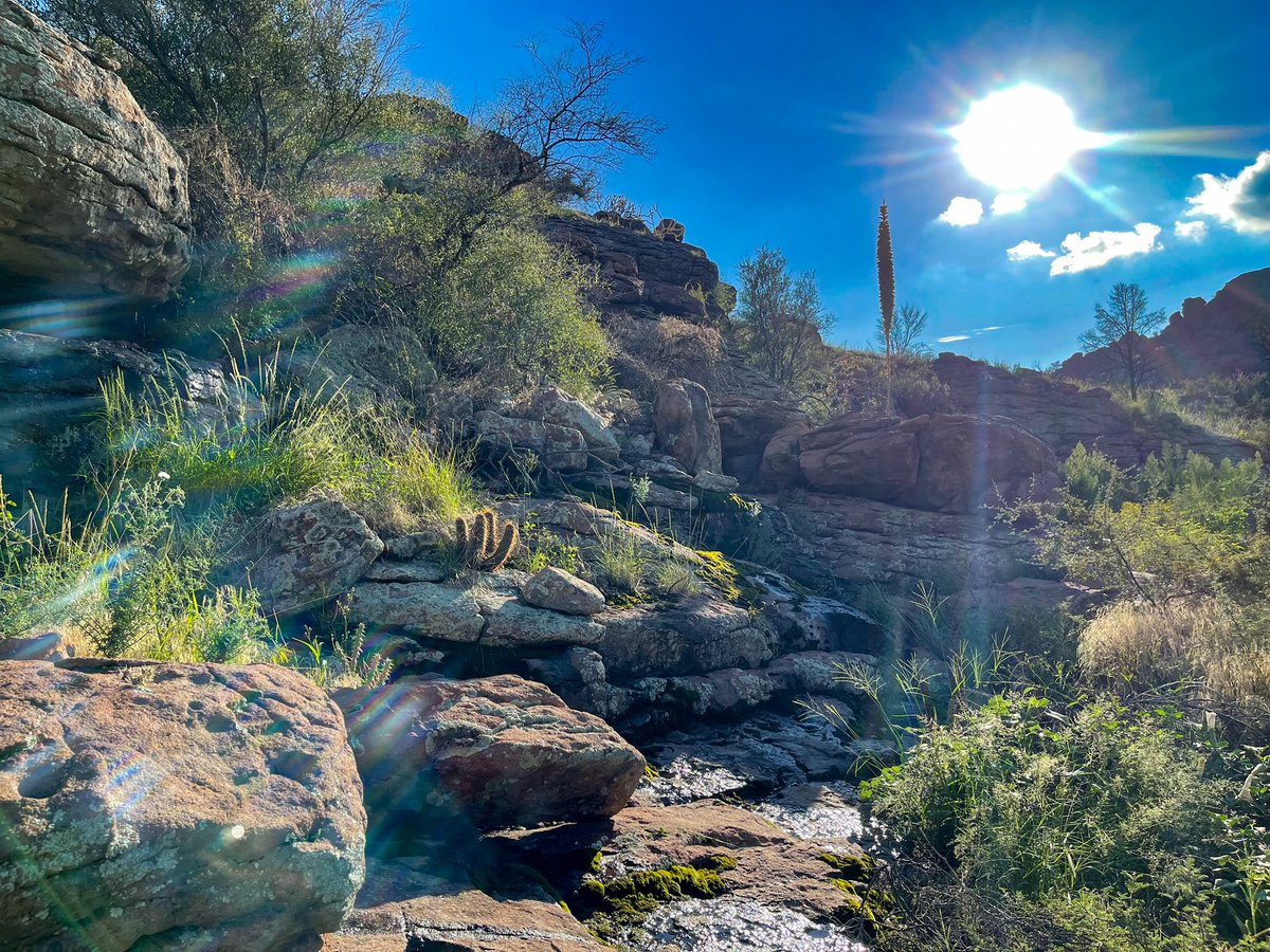 PeccaryNotPig's tweet photo. Oak Flat in Arizona is a sacred site of the Apache set to be destroyed by Resolution Copper. What makes it sacred? One example: Water pours out of rocks from an ancient aquifer and feeds an otherwise arid desert, spawning unbelievably rich biodiversity and cultural connection. https://t.co/fqsD74ztHQ