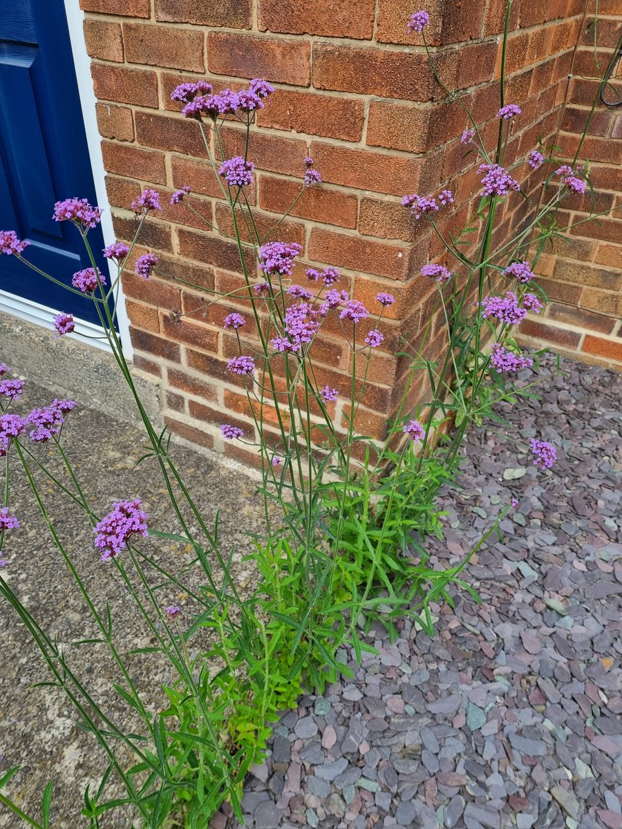 I LOVE verbena. But I also *can* understand why people might find its self-seeding a bit annoying. I've only ever planted verbena right at the bottom of my back garden. Yet here it is, happily at home in the front garden 😂 I did not put you there!

#GardensHour #GardeningTwitter