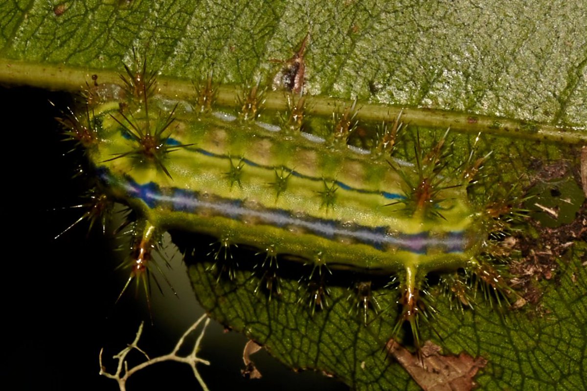 bownaankamal's tweet image. Planet Entomology 👇

1)Gelastorhinus semipictus-Slant-faced grasshopper (Gomphocerinae) | Yercaud | India
2)Giant Silk Moth Caterpillar | Analamazaotra | Madagascar
3)Green Lynx Spider | Ankanin&apos;ny Nofy | Madagascar
#ip_insects #macro_mood #nuts_about_macro…