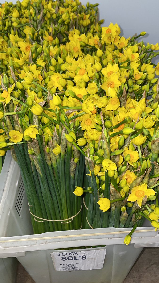 Scented Narcissi now in season #scentednarcissi #narcissi #britishflowers #flowersbyclowance