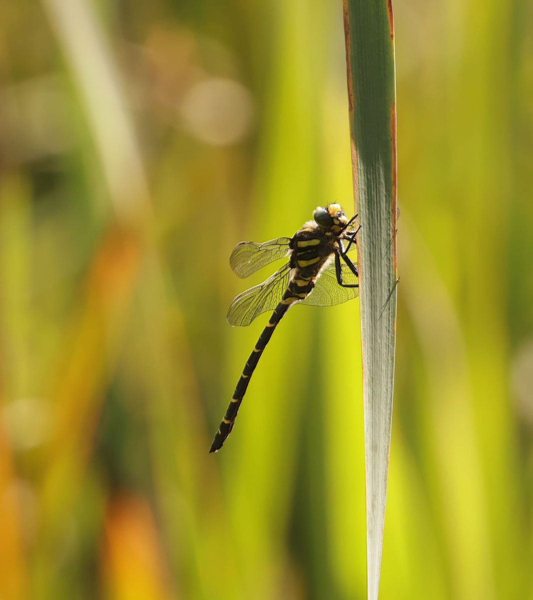 Parc Slip NR tweet media