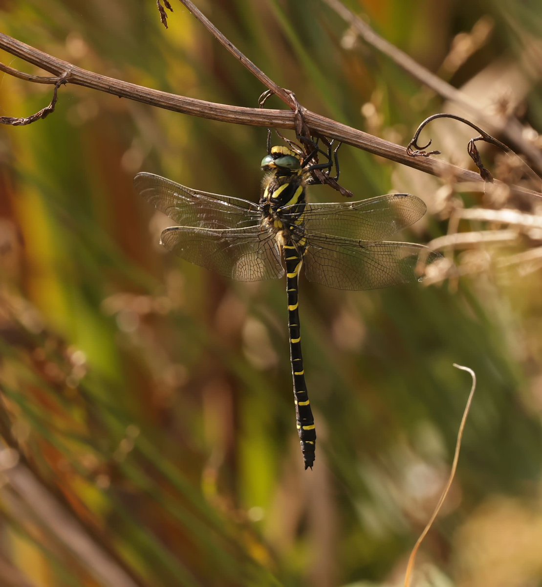 Wingin’ It! Beautiful Golden-ringed Dragonfly spotted on the nature reserve. 💛🖤 📷 Jeremy White 👏