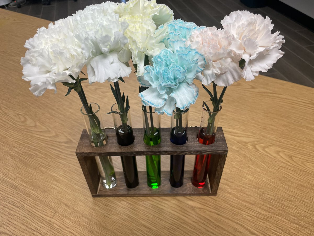 MrsMeans_BBE's tweet photo. Growing minds and seeds in 2nd grade! Getting to see how the different parts of a plant work. Growing different seeds in different ways. Can’t wait to see what happens next! #humble_science @HumbleISD_BBE @HumbleISD https://t.co/JSrfcyVPGH