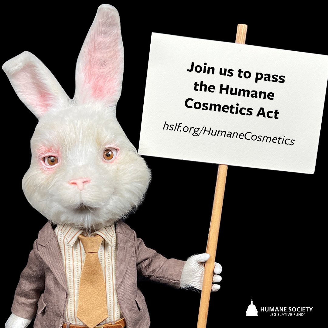 humaneactfund's tweet photo. Animals in the U.S. continue to suffer and die in cosmetics tests, but passing the #HumaneCosmetics Act would change that. Help us join the 44 other countries that already ban this outdated cruelty 🚫💉🐰 #SaveRalph
TAKE ACTION: https://t.co/v3BeN7fleg https://t.co/iBvii2n8kY