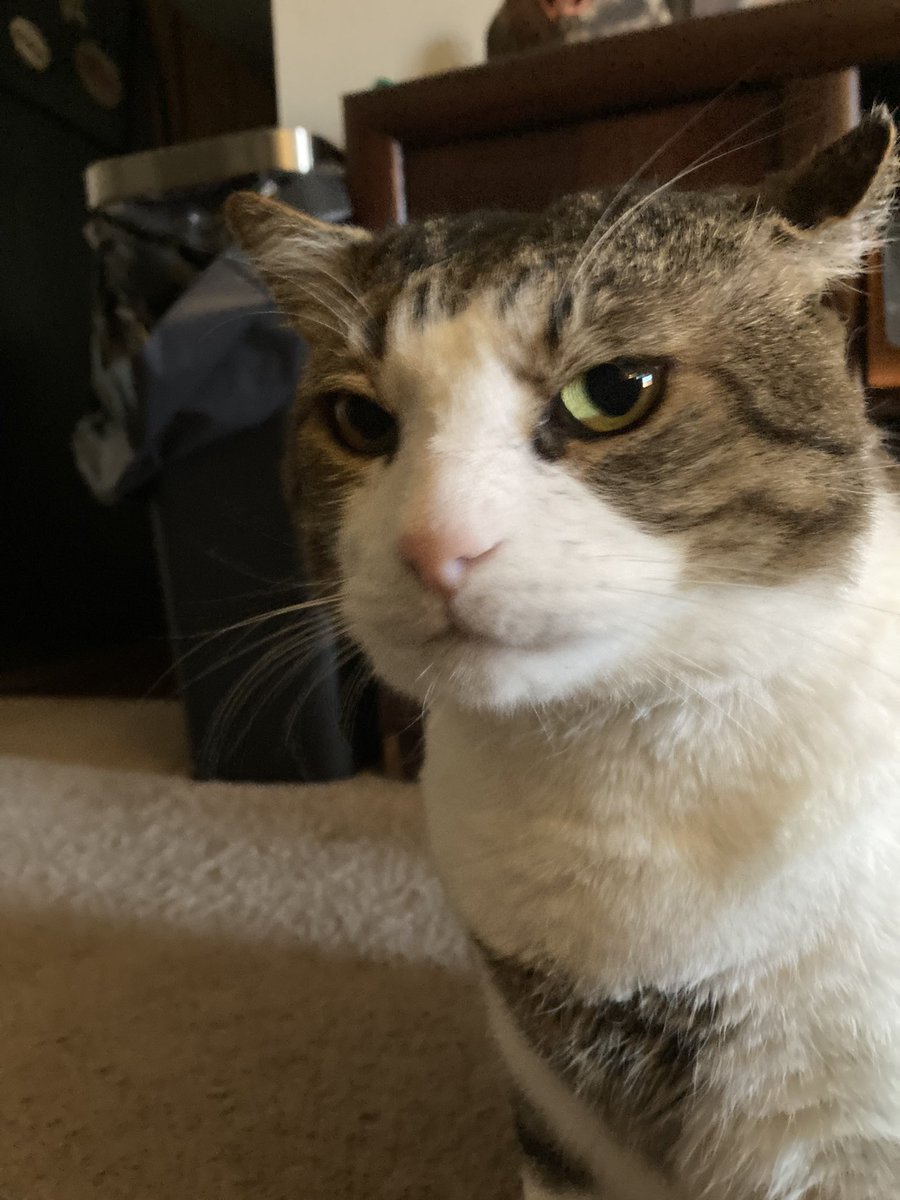 What is this “diet” you speak of, Hooman? The only things I’m ever “on” is the sofa, the bed, and occasionally some catnip. (I don’t have a problem, trust me!) This wouldn’t have anything to do with why there’s less food in my lunch bowl, would it Hooman?