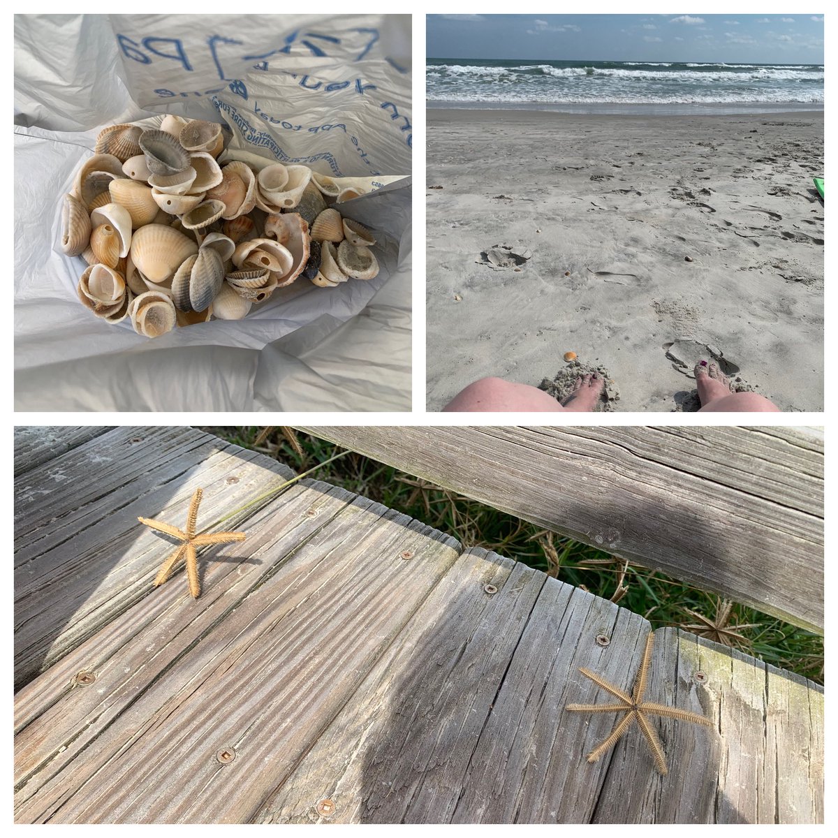 WCJones85's tweet photo. Collecting seashells for my #kinder students and enjoying this amazing fall break with my family! This time away has been good for the body and mind! Love seeing God’s creation in everything around me! https://t.co/Iko0qKAcVS