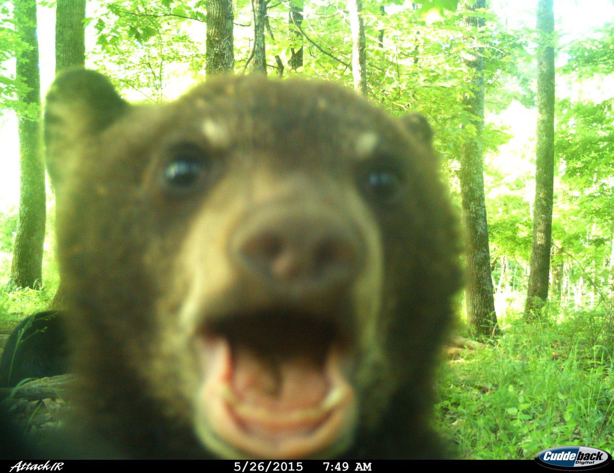 Trail_Cams's tweet photo. https://t.co/FphUh3ajSj