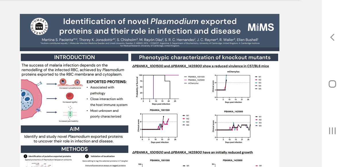 Martina Paoletta (@marti_paoletta) on Twitter photo You are all invited to poster 148 to discover novel Plasmodium exported proteins relevant for in vivo virulence #mpm2023 <a href="/Bushell_Lab/">ellen bushell</a> <a href="/ThoreyJonsdott1/">Thorey Jonsdottir</a> You are all invited to poster 148 to discover novel Plasmodium exported proteins relevant for in vivo virulence #mpm2023 <a href="/Bushell_Lab/">ellen bushell</a> <a href="/ThoreyJonsdott1/">Thorey Jonsdottir</a>