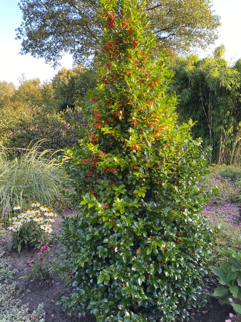 Heute stellen wir euch einen wunderschönen immergrünen Ilex aus der Hecken-Serie der Baumschule Hachmann aus Barmstedt in Schleswig Holstein vor. Ilex meserveae 'Heckenfee' (R) (S) wächst von Natur aus straff aufrecht und trägt im Herbst leuchtend rote Beeren!