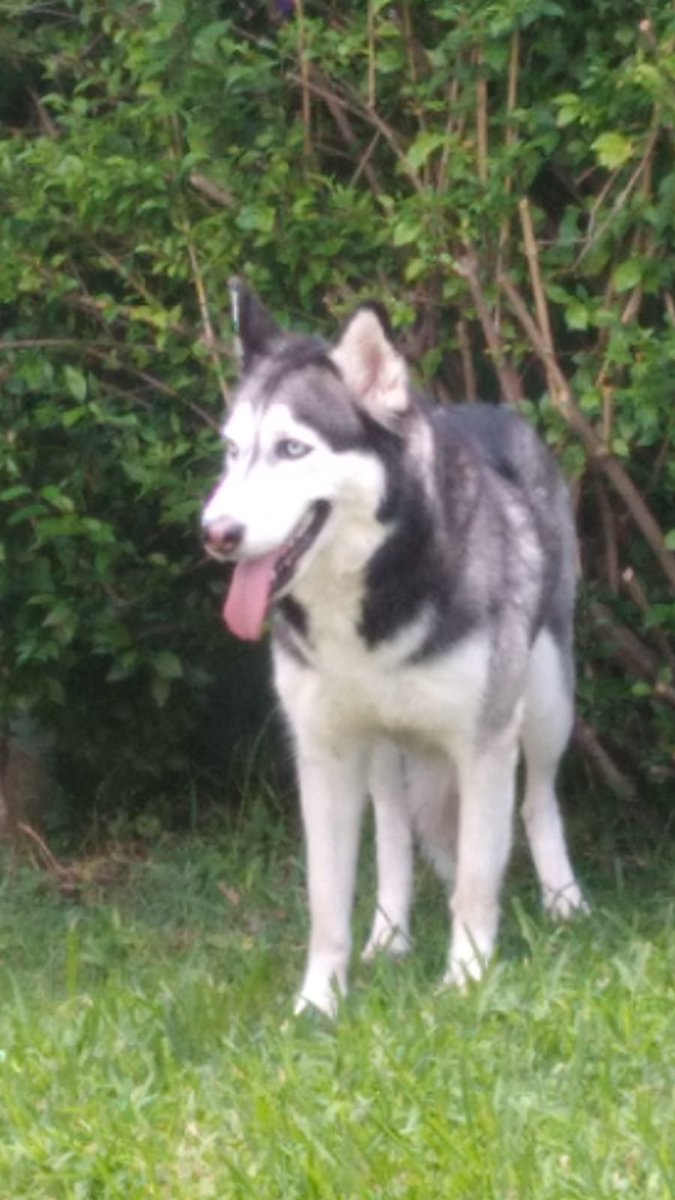 suxcabrera's tweet photo. Aca apareció este #perroperdido cerca de Colegio Denver #husky esta en reaguardo en nuestra Residencial https://t.co/cxJC0DbffN