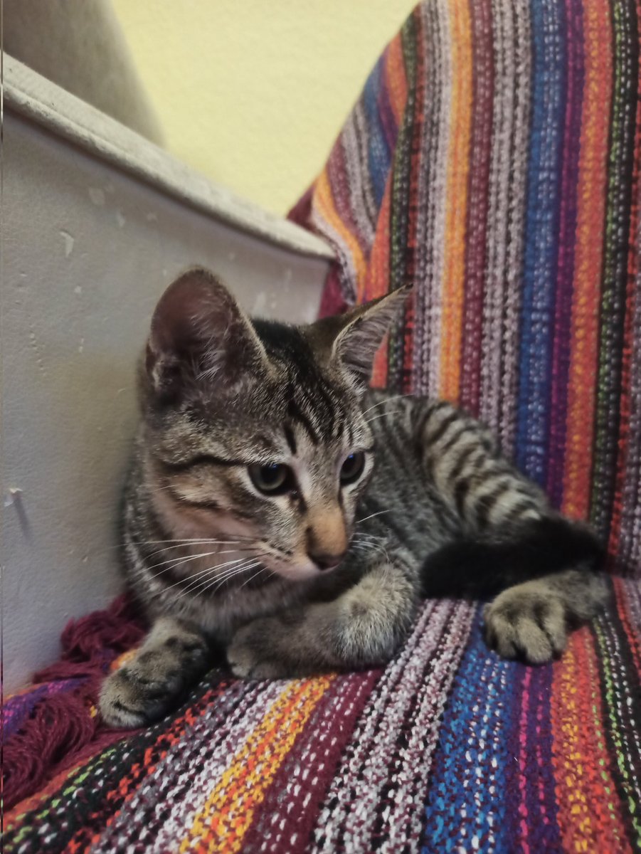 albacetesincete's tweet photo. Hemos encontrado a este gatito por la zona entre Amistat-Blasco Ibáñez, en Valencia. Lo hemos llevado al veterinario, parece casero pero no tiene microchip. Si alguien sabe algo se puede poner en contacto conmigo.
Se agradece difusión. https://t.co/ZneK8qYxHw