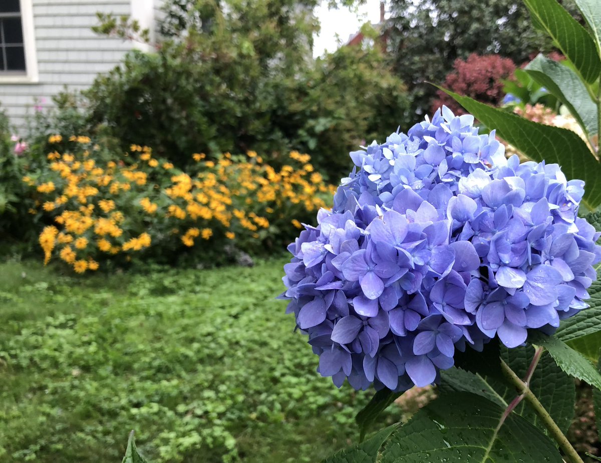 WriterNorm's tweet image. An abundance of color on a rainy #sabbathmonday on the West End of #portlandmaine.