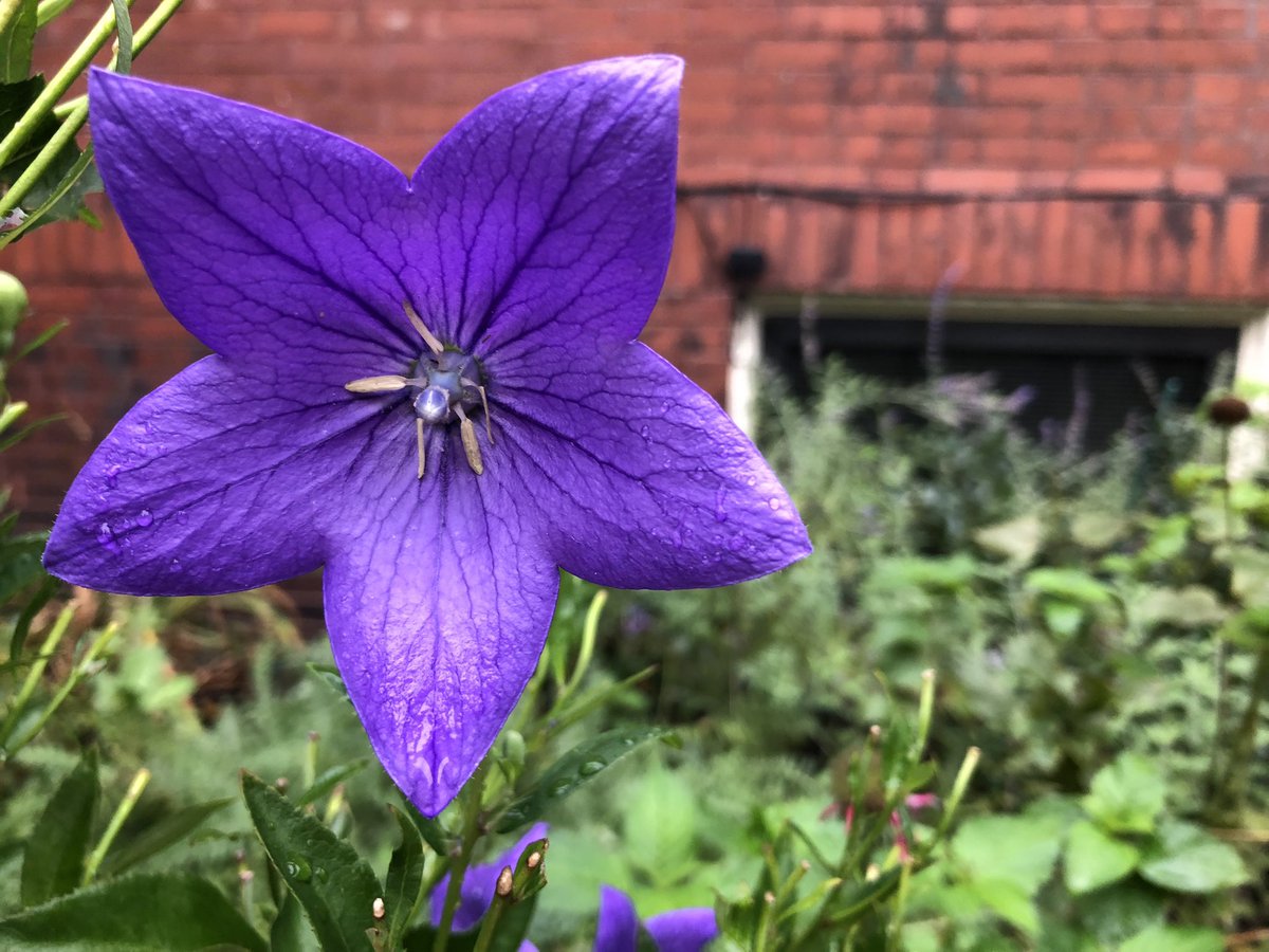 WriterNorm's tweet image. An abundance of color on a rainy #sabbathmonday on the West End of #portlandmaine.